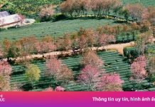 Rực rỡ mai anh đào trên đồi chè Đà Lạt