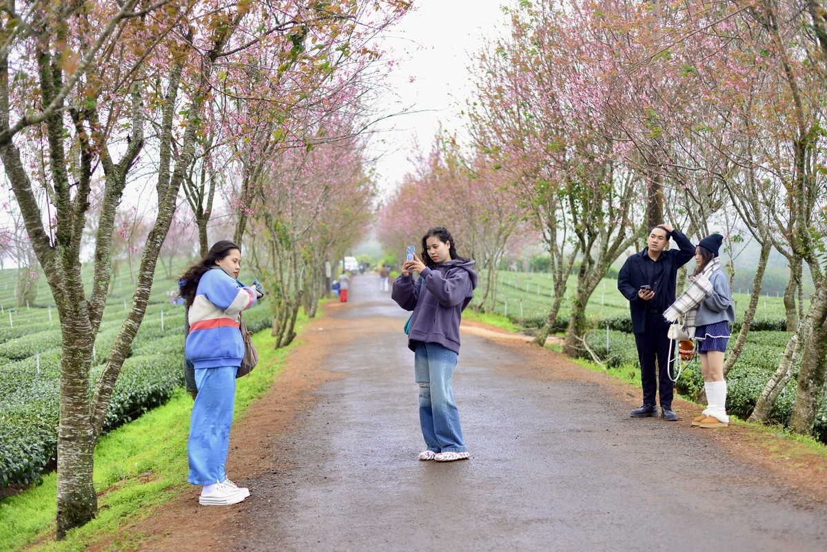 mai anh dao Da Lat anh 4