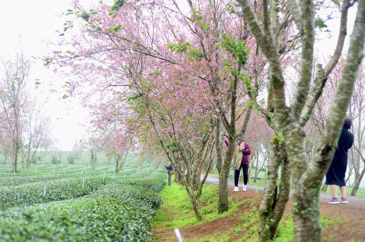 mai anh dao Da Lat anh 9