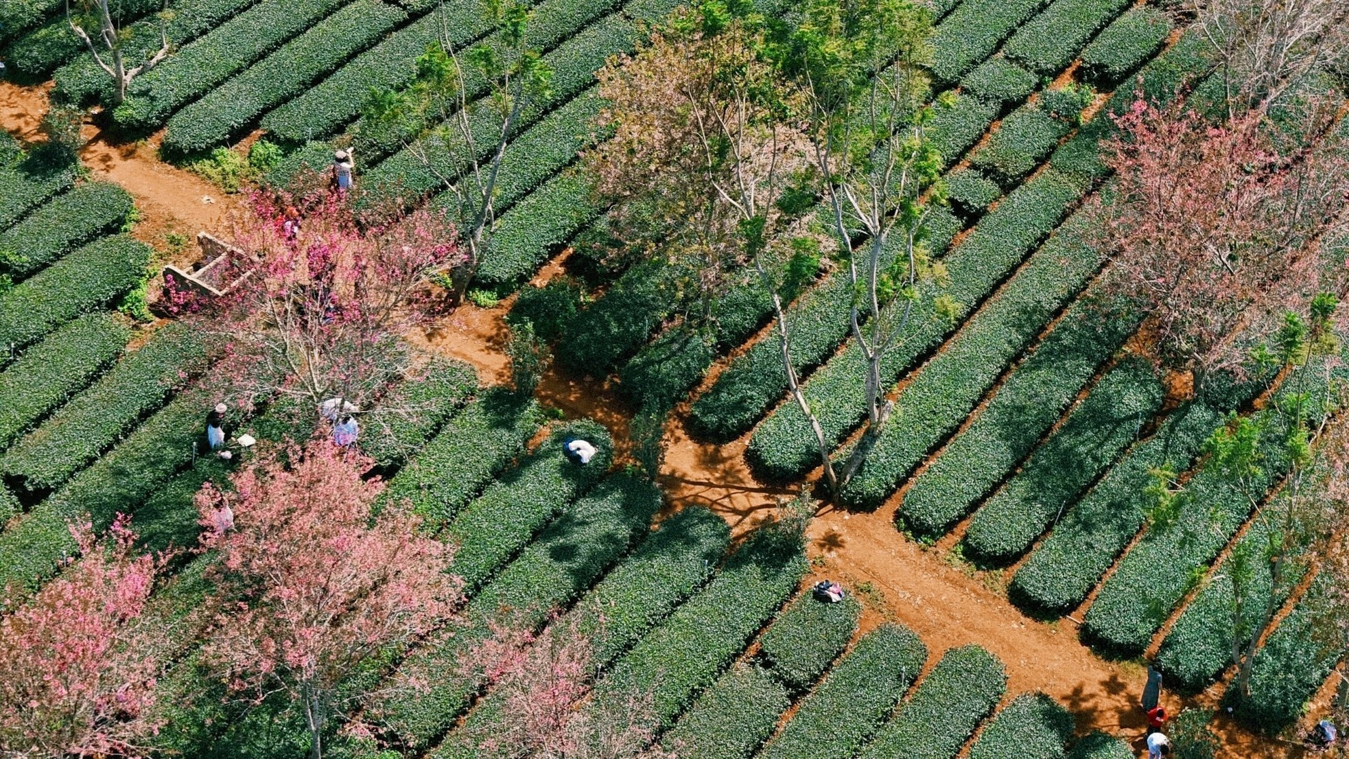 mai anh dao Da Lat anh 7