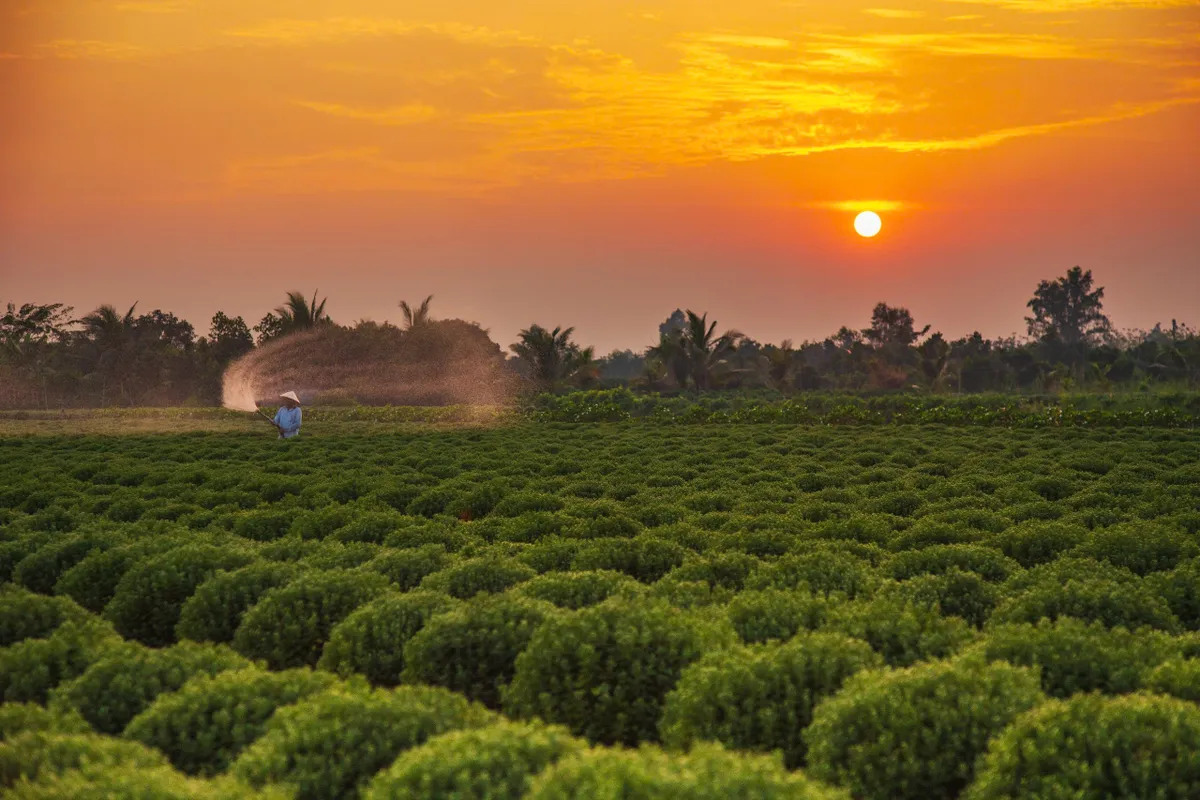 Những làng hoa lớn nhất miền Tây vào xuân - Ảnh 4.