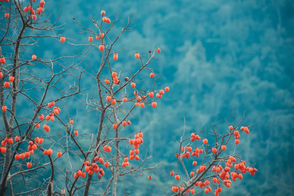 Mùa hoa trên núi - Ảnh 8.