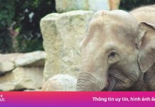 Voi vẫn bị nhốt ở Mỹ vì ‘không phải con người’