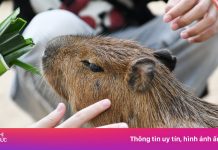 Gặp ‘nhà ngoại giao’ Capybara và loạt thú gây sốt ở Thảo Cầm Viên