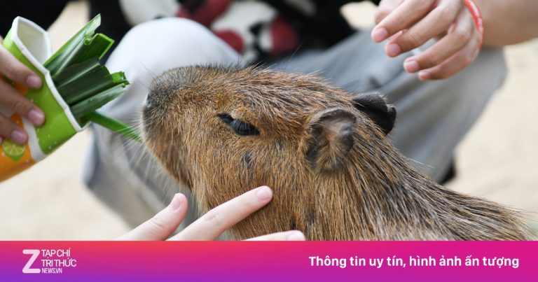 Gặp ‘nhà ngoại giao’ Capybara và loạt thú gây sốt ở Thảo Cầm Viên