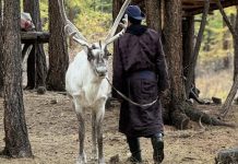 Theo dấu chân đàn tuần lộc, khách Việt gặp duyên kỳ ngộ ở miền biên viễn