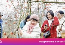 Vượt gần 200 km lên Mộc Châu ‘săn’ cành hồng trĩu quả chơi Tết