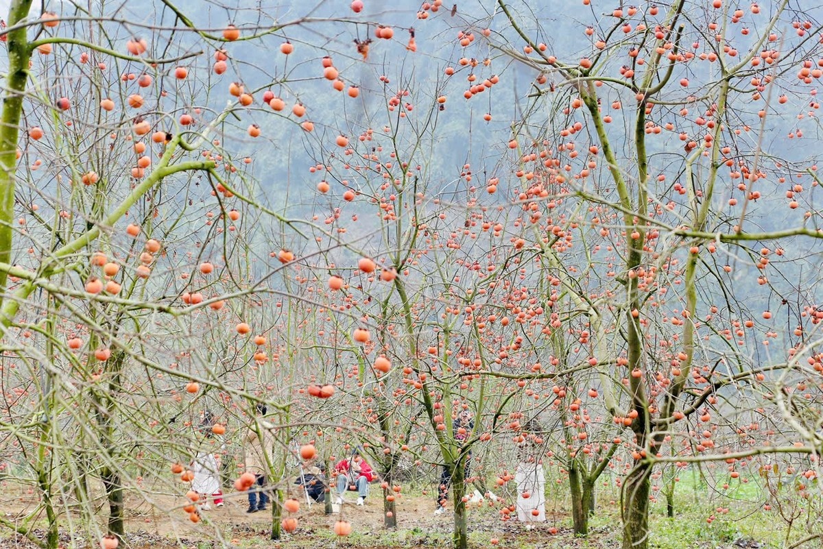 hong triu qua anh 1