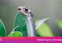 ‘Thót tim’ xem rắn ngóc đầu, phun nọc dịp Tết Ất Tỵ