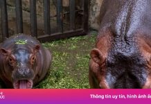 Hà mã ‘hot’ nhất Vườn thú Hà Nội được đặt tên