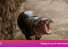 6 tháng tuổi, Moo Deng vẫn là một ngôi sao