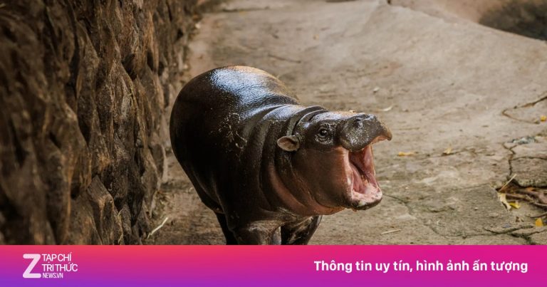 6 tháng tuổi, Moo Deng vẫn là một ngôi sao