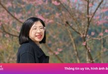 Mê mẩn những vườn mai anh đào trên cao nguyên trắng Bắc Hà