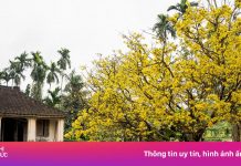 ‘Cụ mai’ 80 tuổi nở rực rỡ bên nhà cổ ở Quảng Nam gây sốt mạng xã hội