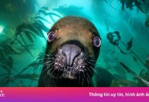 Ảnh dưới nước đẹp khó tin lần đầu công bố