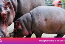 Vườn thú Hà Nội bật máy sưởi, đun nước nóng cho thú nuôi