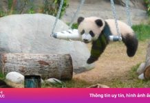 Hong Kong muốn gấu trúc mới nuôi nổi như Moo Deng ở Thái Lan