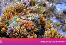 Ngắm rạn san hô ở phố biển Quy Nhơn bung lộc đầu năm