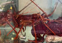 Xôn xao vụ 4 con sò điệp giá 1,4 triệu đồng tại quán ăn ở Vũng Tàu