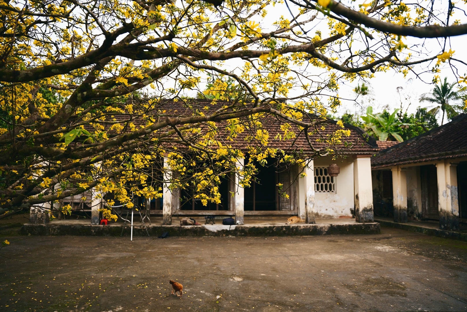 cay mai quang nam anh 3