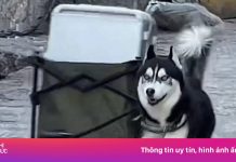 Chó Husky nổi tiếng sau một đêm nhờ kéo hành lý cho du khách