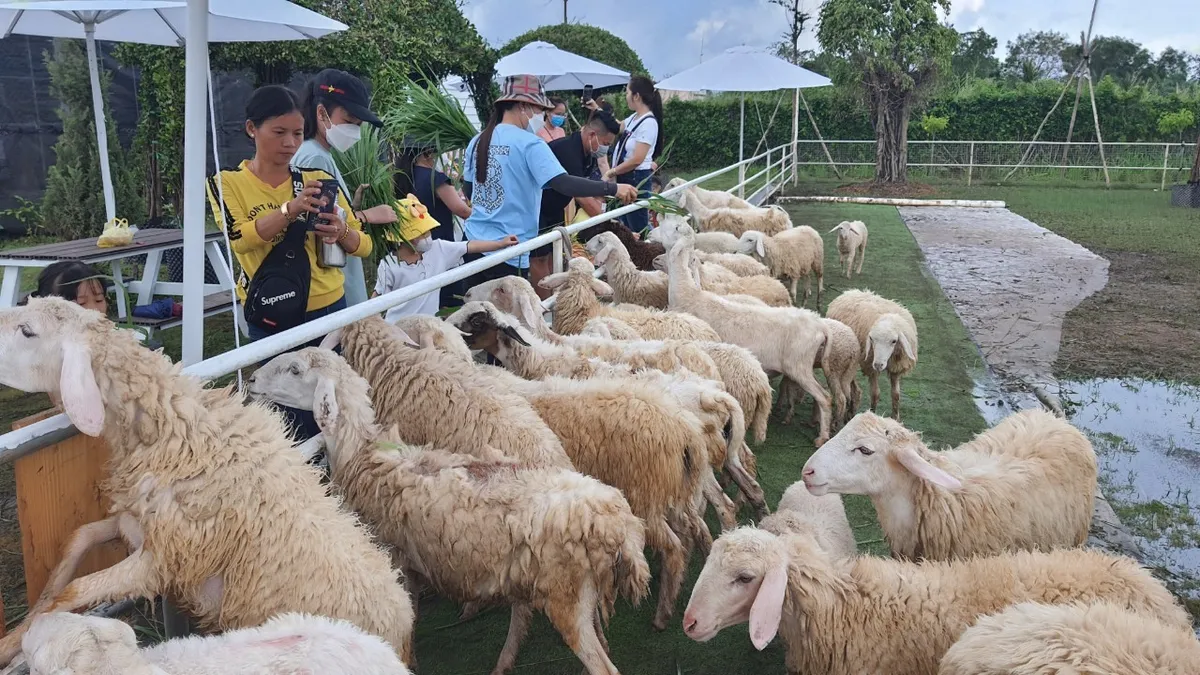 Bạc Liêu: Doanh thu từ du lịch đạt gần 100 tỷ đồng dịp Tết Nguyên đán - Ảnh 2.