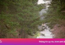 Tham vọng ‘thủ phủ’ mai anh đào của Măng Đen