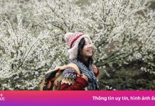 Thấy gì từ mùa hoa mận ‘hot’ nhất nhiều năm qua ở Mộc Châu?