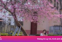 Cận cảnh điểm check-in mai anh đào đang ‘hot’ nhất Đà Lạt