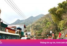 Mộc Châu ‘thất thủ’ mùa hoa mận