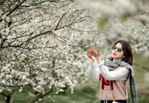 Thợ chụp ảnh ở Mộc Châu bội thu mùa cao điểm: Thu nhập 200 triệu đồng/tháng