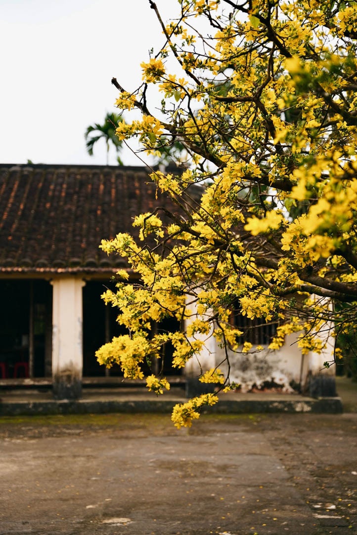 cay mai quang nam anh 7