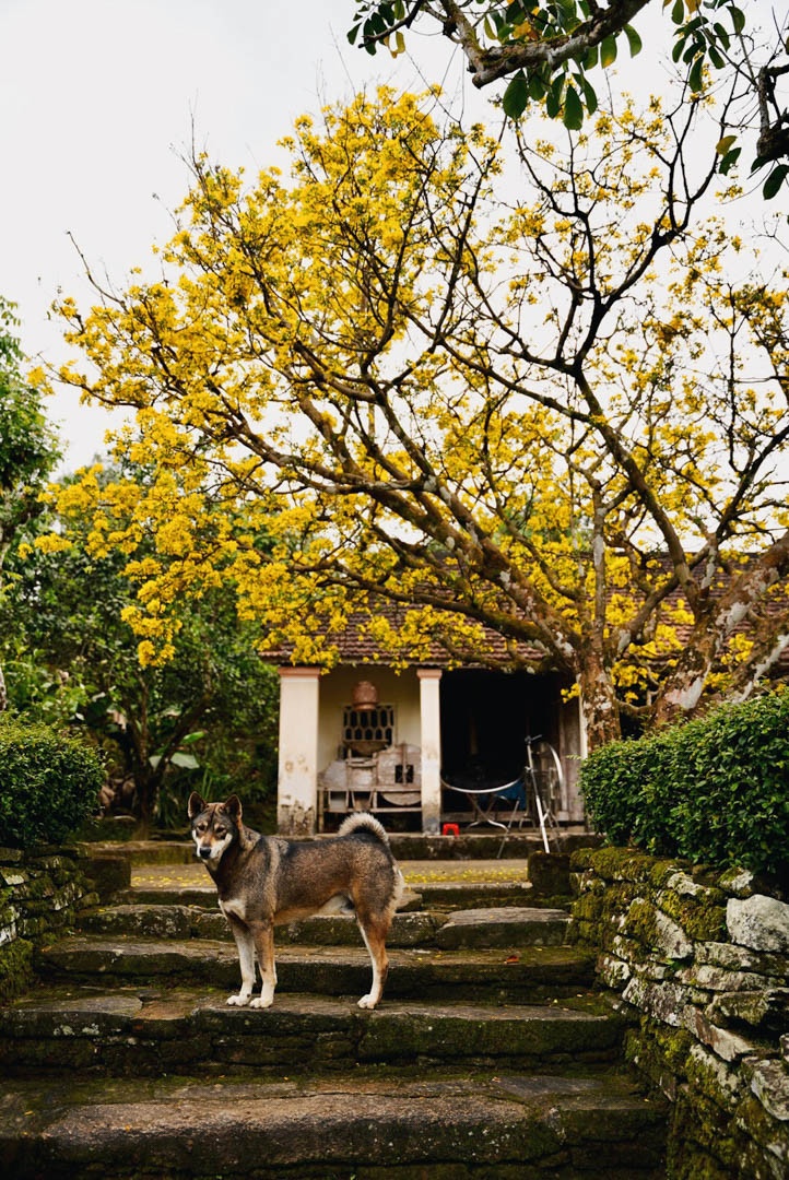 cay mai quang nam anh 9