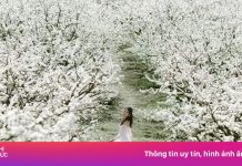 Mộc Châu thu 1.200 tỷ đồng nhờ gần 1 triệu người đến ngắm hoa mận