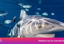 Chụp ảnh với cá mập tại Anh, nữ du khách bị cắn đứt 2 tay