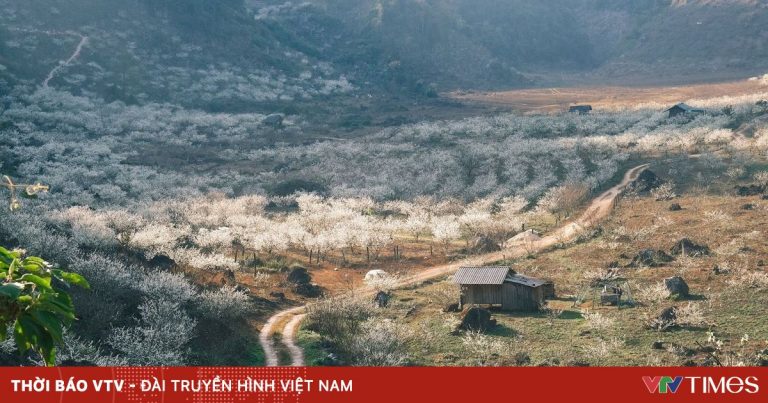 Hoa mận phủ trắng triền đồi, thung lũng ở Mộc Châu Hoa mận phủ trắng triền đồi, thung lũng ở Mộc Châu