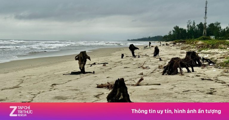 Nguy cơ ‘xóa sổ’ bãi biển đẹp nhất Quảng Ngãi Nguy cơ ‘xóa sổ’ bãi biển đẹp nhất Quảng Ngãi