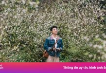 Mộc Châu ‘hốt bạc’