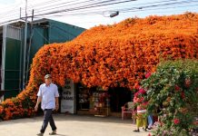 Căn nhà phủ kín hoa ở Lâm Đồng, ai đi qua cũng muốn dừng chân ‘sống ảo’