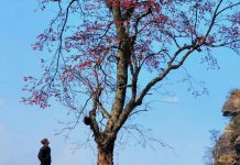 Cây đào cô đơn cao 10m ở Lào Cai khiến dân phượt đua nhau check-in