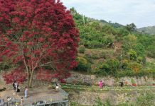 Cây lá đỏ rực rỡ ở Lâm Đồng, du khách hiếu kỳ đi trăm km tới check-in