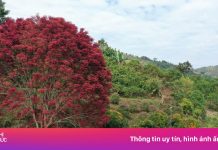 Đi hàng trăm km check-in cây trâm lá đỏ ở Lâm Đồng