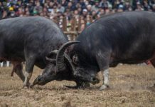 Tranh cãi thịt trâu chọi Hải Lựu bán giá 7 triệu đồng/kg