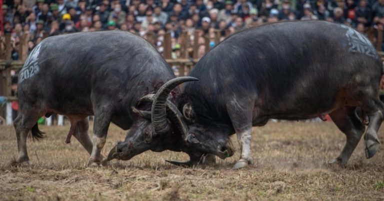 Tranh cãi thịt trâu chọi Hải Lựu bán giá 7 triệu đồng/kg