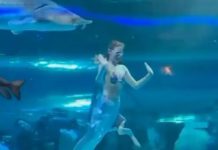 “Nàng tiên cá” xinh đẹp bị cá cắn vào đầu khi uốn lượn dưới thủy cung