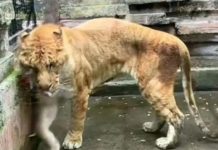 Vật nuôi trong vườn thú gầy trơ xương, khách nghi ngờ bị nhân viên bỏ đói