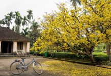 ‘Cụ mai’ 80 tuổi nở rực rỡ bên nhà cổ ở Quảng Nam gây sốt mạng xã hội