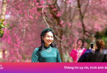 Khách đến Đà Lạt tăng ‘vùn vụt’ mùa du lịch Tết