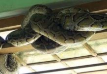 Chùa có hàng chục con trăn sinh sống, khách “toát mồ hôi” khi bước vào