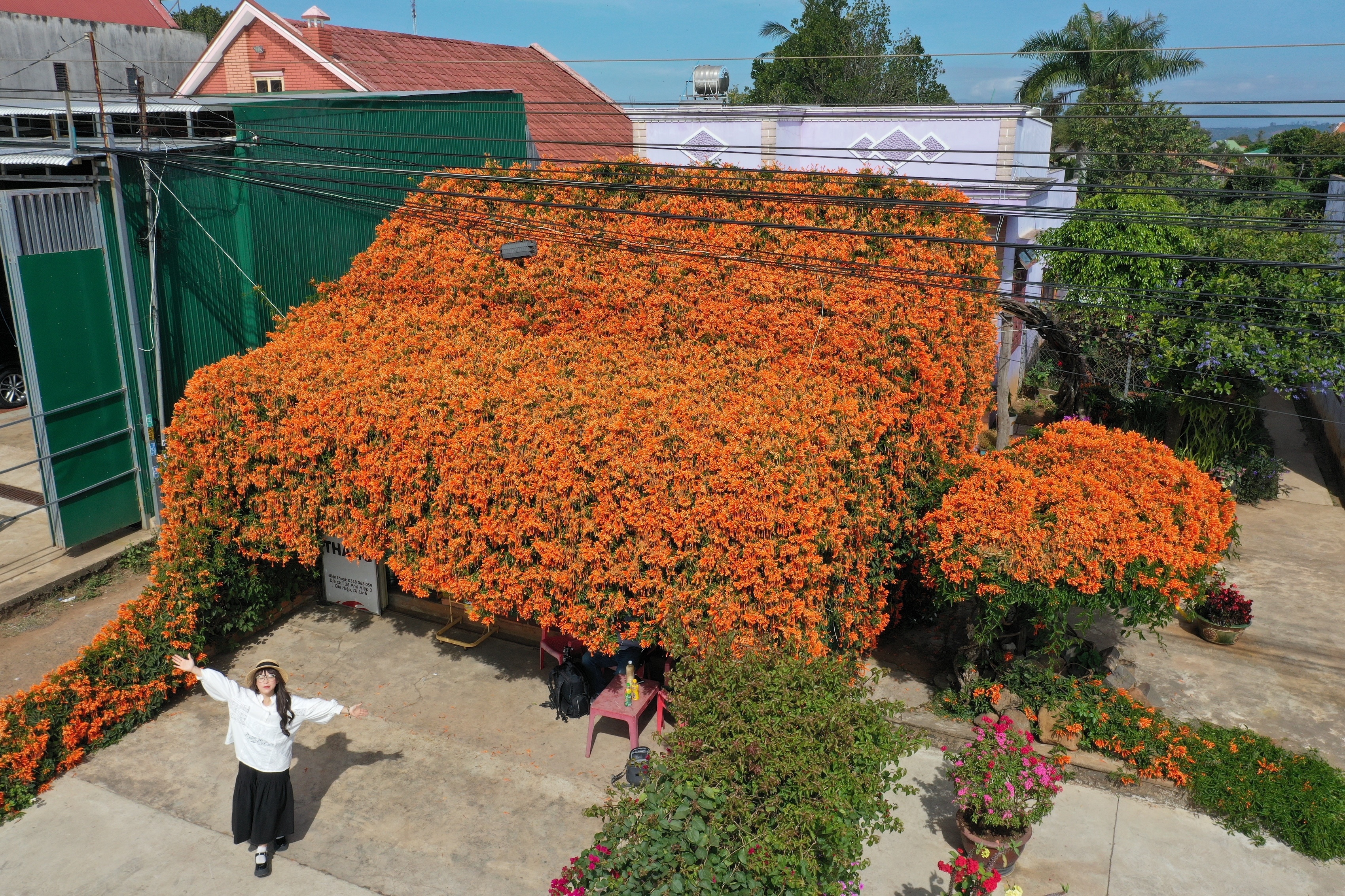 hoa xac phao Di Linh anh 1